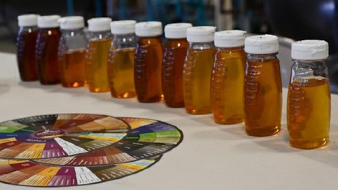 March 28, 2016 World of Honey International Honey Tasting UC Davis